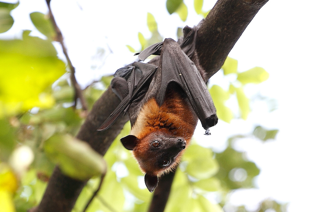 泰国现稀有蝙蝠 身体及部分羽翼为嫩黄色(3)